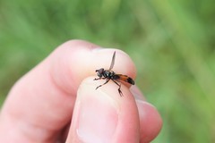 Pyrophaena granditarsis