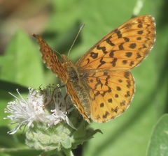 Boloria epithore