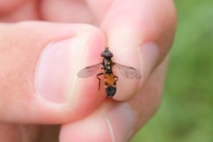 Pyrophaena granditarsis