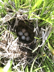 Junco hyemalis