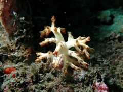 Chironephthya