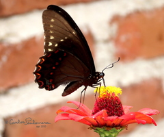 Papilio menatius morelius