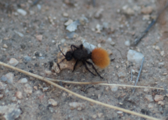 Dasymutilla nogalensis