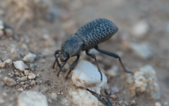 Cryptoglossa variolosa