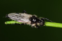 Bibio albipennis