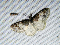 Hydrelia lucata