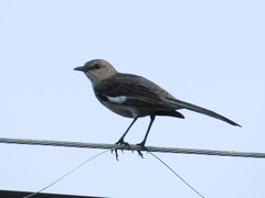 Mimus polyglottos image