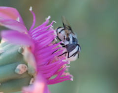 Copestylum fornax
