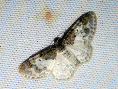 Hydrelia lucata