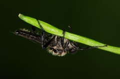 Bibio albipennis