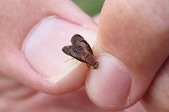 Eutreta noveboracensis