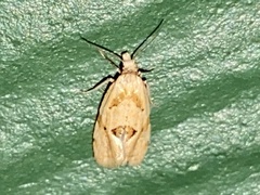 Aethes angustana