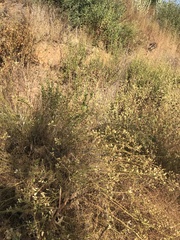 Baccharis malibuensis