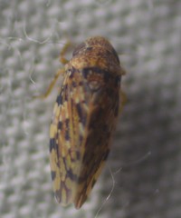 Xestocephalus tessellatus