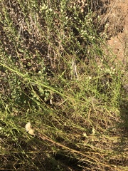 Baccharis malibuensis