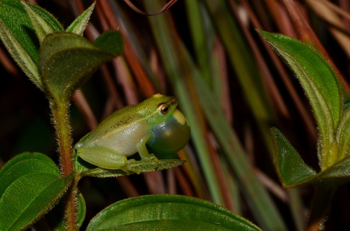 Xinchoxo Reed Frog, Hyperolius adspersus