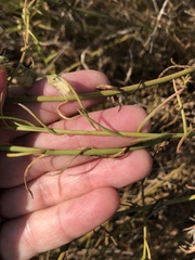 Baccharis malibuensis