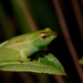 Longnose Reed Frog Complex - Photo no rights reserved