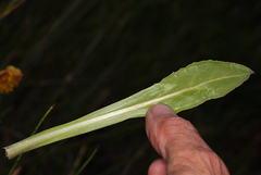 Senecio scorzonella