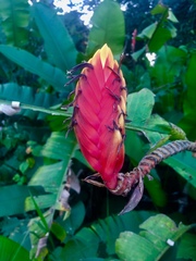 Heliconia episcopalis