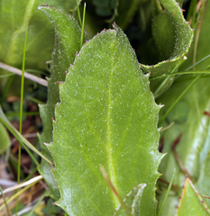 Senecio scorzonella