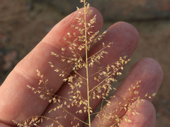 Eragrostis intermedia