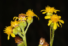 Senecio scorzonella