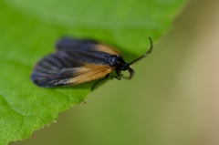 Pyromorpha dimidiata