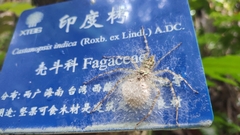 Pandercetes gracilis