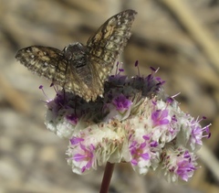 Erynnis pacuvius