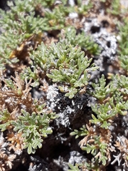Artemisia pygmaea