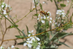 Typocerus balteatus