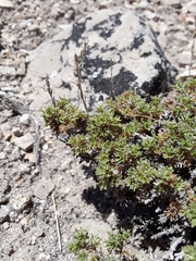 Artemisia pygmaea