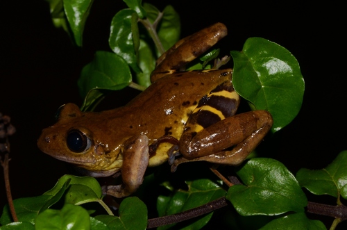 Olive Striped Frog, Hylambates leonardi