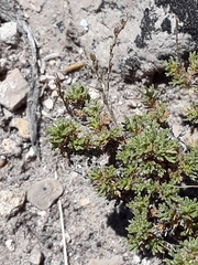 Artemisia pygmaea