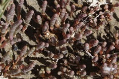 Salicornia rubra