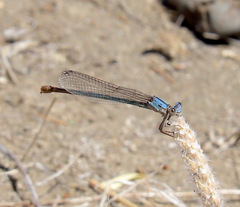 Argia emma
