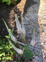 Veronicastrum