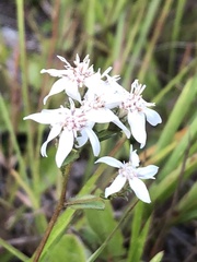 Sericocarpus asteroides