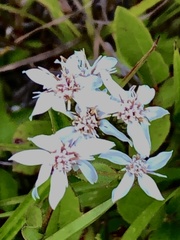 Sericocarpus asteroides