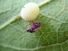 Synergini