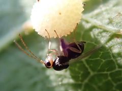 Synergini