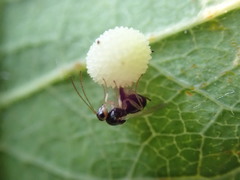 Synergini