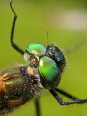 Somatochlora semicircularis