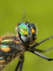 Somatochlora semicircularis