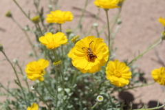 Typocerus balteatus