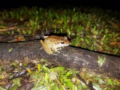 Craugastor fitzingeri