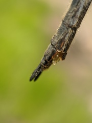 Somatochlora semicircularis