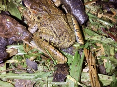 Craugastor fitzingeri