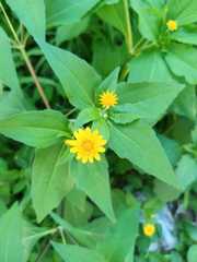 Melampodium divaricatum